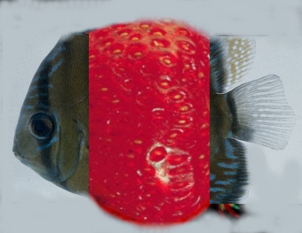 poisson fraise