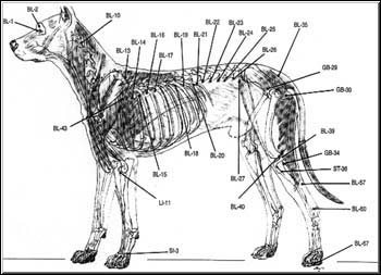 Points d'acupuncture sur le chien