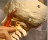 anatomie vaisseaux et nerfs du cou
