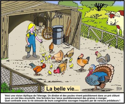 La belle vie… Une fermière lance des graines à un dindon et à des poules, sous le regard d’une vache. Voici une vision idyllique de l’élevage. Un dindon et des poules vivent paisiblement dans un pré clôturé sous un ciel bleu ensoleillé. Une fermière leur lance quotidiennement des graines à manger. Quel contraste avec la vie stressée de leurs congénères sauvages traquées par de voraces prédateurs !